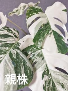 T12】斑入りモンステラ ホワイトタイガー 極美 茎伏せ用カット茎 成長