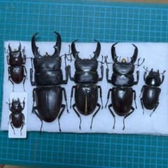 希少】ホロメタリクス チリクワガタ 標本 コガシラクワガタ セット