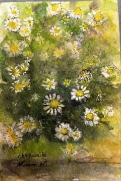 カモミールの絵 水彩画 アート作品のサムネイル