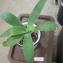 アガベ　アテナータのサムネイル