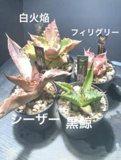 チタノタ4種セット♩鉢ごと発送 ネームタグ付 - メルカリ