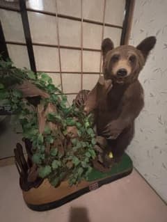 クマの剥製（約110cm） - メルカリ