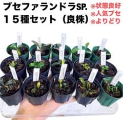 専用◆特◆ブセファランドラSP.よりどり15セット（良株） #ブセさかな屋 クダ ◇特◇ブセファランドラSP.よりどり15セット（良株） #ブセさかな屋