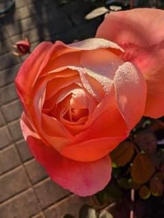 4 バラ苗 バラ挿し木苗 廃盤品種 入手困難 ◎初心者 4 バラ苗 バラ挿し木苗 廃盤品種 入手困難 ◎初心者 - メルカリ