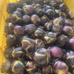 山形県産薄皮丸ナス クール便3kgピーマンサービス無農薬栽培沖縄離島除くのサムネイル