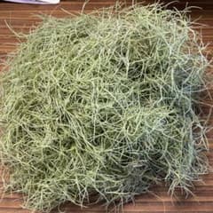 ウスネオイデス　観葉植物のサムネイル