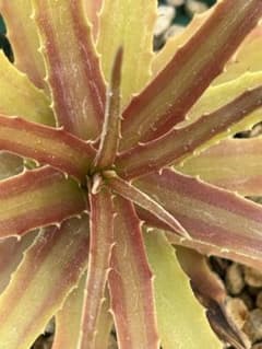 原種 ヘクチア Hechtia mooreana Ziplote, Canyon 原種 ヘクチア Hechtia mooreana Ziplote, Canyon - メルカリ