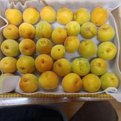 新鮮な梅 30個以上 約1kgのサムネイル