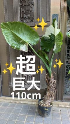 1 巨大！斑入りクワズイモ オキナワシルバー オドラバリエガータ