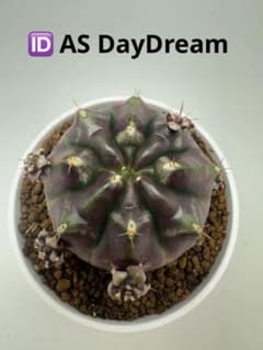 ASギムノカリキウム ミハノビッチID：AS Day Dream サボテン - メルカリ