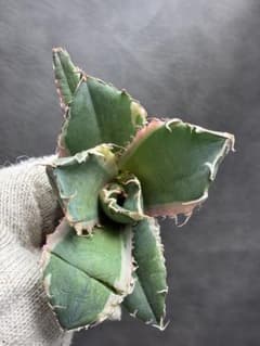 カベ チタノタ「白鯨錦」覆輪斑入り 珍しいカラー 鮮やかなピン - メルカリ