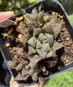 ハオルチア　紫小町　ハオルシア　多肉植物　抜き苗のサムネイル