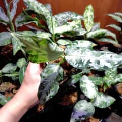 柳緑花紅　LA便 Aglaonema pictumのサムネイル