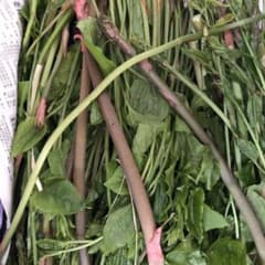 秋田県産山菜シオデのサムネイル