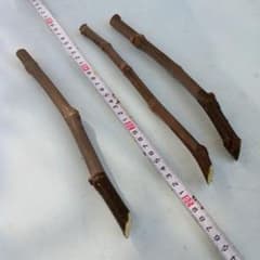 イチジク 挿し木 穂木 3本 ガーデニング - メルカリ