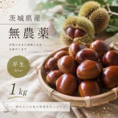 【茨城県産】生栗　約1kg！　無農薬　サイズミックスのサムネイル