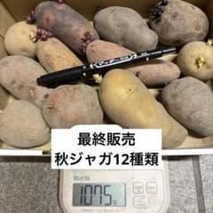 次回配送9／25 じゃがいも　12種　種芋　サイズ　自然栽培　⑦1075 gのサムネイル