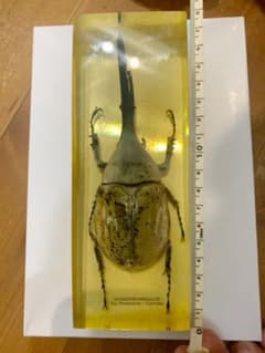 ヘラクレスオオカブト　標本　琥珀樹脂 ヘラクレスオオカブト 標本 琥珀樹脂 - メルカリ