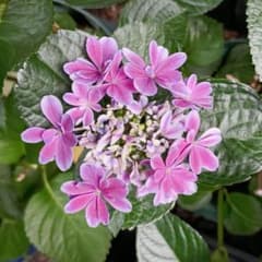 紫陽花 八重白ピンク 挿し木 枝 1本 アジサイ 苗 鉢 バラ - メルカリ