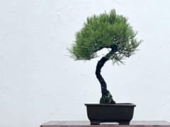 三河盆栽　黒松　盆栽のサムネイル