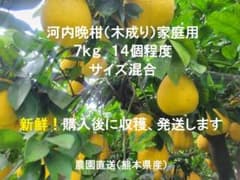 河内晩柑 木成り 家庭用 7kg 14個程度 熊本県産のサムネイル