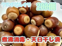 クヌギどんぐり 200個　煮沸消毒 天日干し済のサムネイル