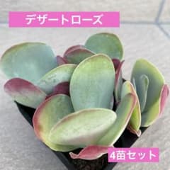ローズねーさん　出品 デザートローズ4苗セット 多肉植物 カランコエ 抜き苗 寄せ植え - メルカリ
