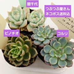 ㊹ピノチオ❣️コルリ❣️誾千代❣️発根済!つぶつぶ屋さん ネコポス