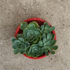 しましまーんず様♡専用のサムネイル
