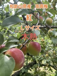 希少　和歌山県産 木熟紅南高梅 Lサイズ 2キロのサムネイル