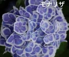 紫陽花苗、モナリザ苗No.8のサムネイル