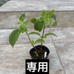 安価様専用　丸山ボタン　ポットごと　山アジサイ　紫陽花　ヤマアジサイのサムネイル