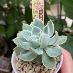 ミックスベリア「風の花」おらいさん苗　抜き苗根付き　札なしのサムネイル