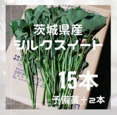 茨城県産 さつまいも苗 シルクスイート 10本 予備苗2本です。 さつまいも シルクスイート 苗 15本 茨城県産サツマイモ - メルカリ