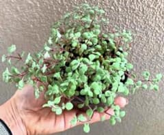 多肉植物　ブロウメアナ　抜き苗のサムネイル