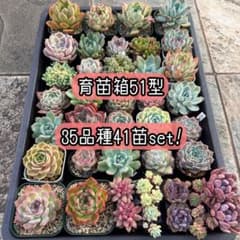 ★ゆうパック発送★多肉植物 韓国苗 エケベリア ＊35品種41苗の特別セット＊のサムネイル