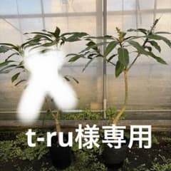 マンゴー苗 6号特大 品種 アップル マハチャセット - メルカリ