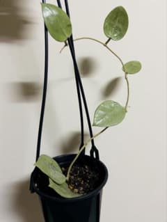ホヤ パラシティカ シルバーハート別の鉢に植え替えます - メルカリ