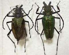 リオック 樹脂標本 オバケコロギスウェイト | Einkaufen bei Mercari