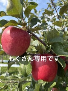りんご詰め合わせ　5キロのサムネイル