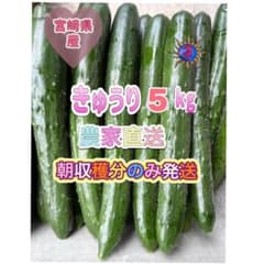 きゅうり 5キロ　 農家直送 新鮮野菜 キュウリ 胡瓜 宮崎県産のサムネイル