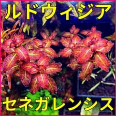 極美】ルドウィジア セネガレンシス（ギニア）5本【水中葉】 - メルカリ