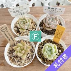 多肉植物 訳あり！札付き♪抜き苗セットⒻ - メルカリ