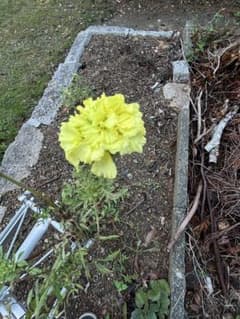 マリーゴールド 種 花の種のサムネイル
