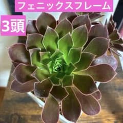 마지막 ❣️ Aeonium 피닉스 프레임 컷 모종 3 마리 ✳️ 다육 식물 모여 심기에도