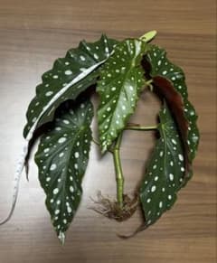ベゴニア マクラータ 水挿し 観葉植物のサムネイル