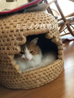猫ちぐらのサムネイル