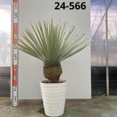 ユッカ ロストラータ【24-566】シルバーブルー - メルカリ