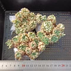 多肉植物 3個 2026-0728MLJP-012 リトルレッドエッグ錦 - メルカリ