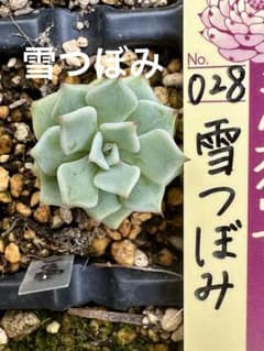 ミックスベリア　雪つぼみ　おらいさん　根付き苗　4センチポット